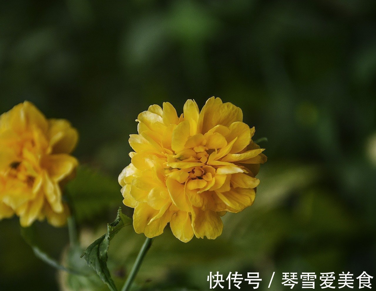 此花姹紫嫣红，象征着高贵尊贵，原产于中国却被认为是日本的