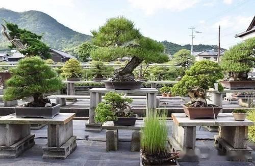 如何挑选好的盆景