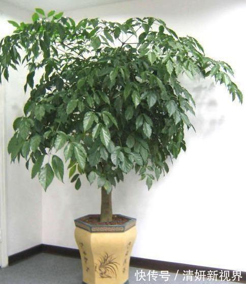 合家|盆栽幸福树,烂根“耷拉头”简单一处理,枝繁叶茂,合家幸福!