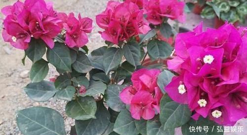 平时该如何管理三角梅多注意4点,株型美、开花多、身价高