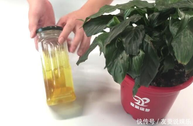 花盆里滋生小虫子怎么办花卉市场老板教我一招,虫子不再有!