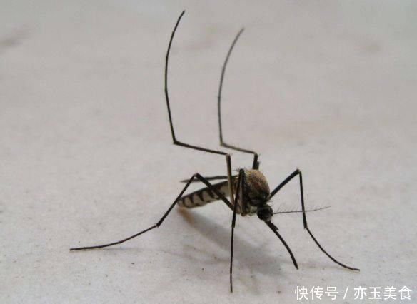 橘子皮驱蚊效果太好了 教你4种实用驱蚊小妙招 连蚊香都节省了 粉紫色 橘子皮驱蚊效果太好了 教你4种实用驱蚊小妙招 连蚊香都节省了 粉紫色