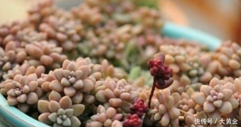 安全度|多肉度夏难?选择这些多肉植物准没错,安全度夏无压力!不要错过