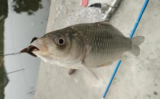 冬季钓鱼,“黄金时间”要牢记,下竿就会上鱼!