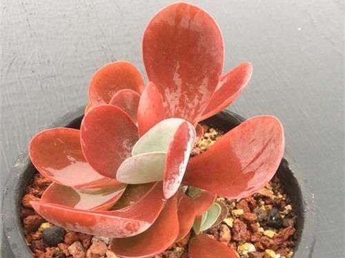 越来越多雷同的多肉，更让人感觉这些肉肉无可取代，不可复制