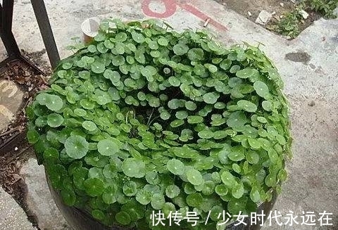 铜钱草|3种漂亮花，种在小盆里，不建议地栽，否则泛滥成灾，根本清不掉