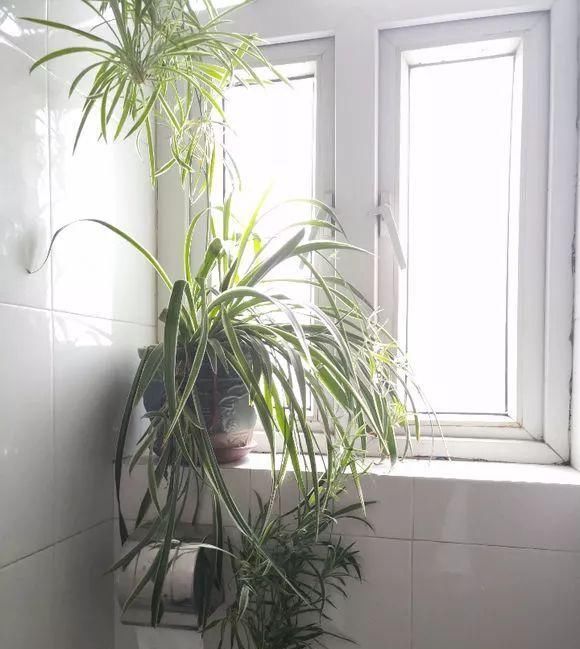 吊兰|4种花卫生间必养,耐阴除湿,漂亮好看生机旺