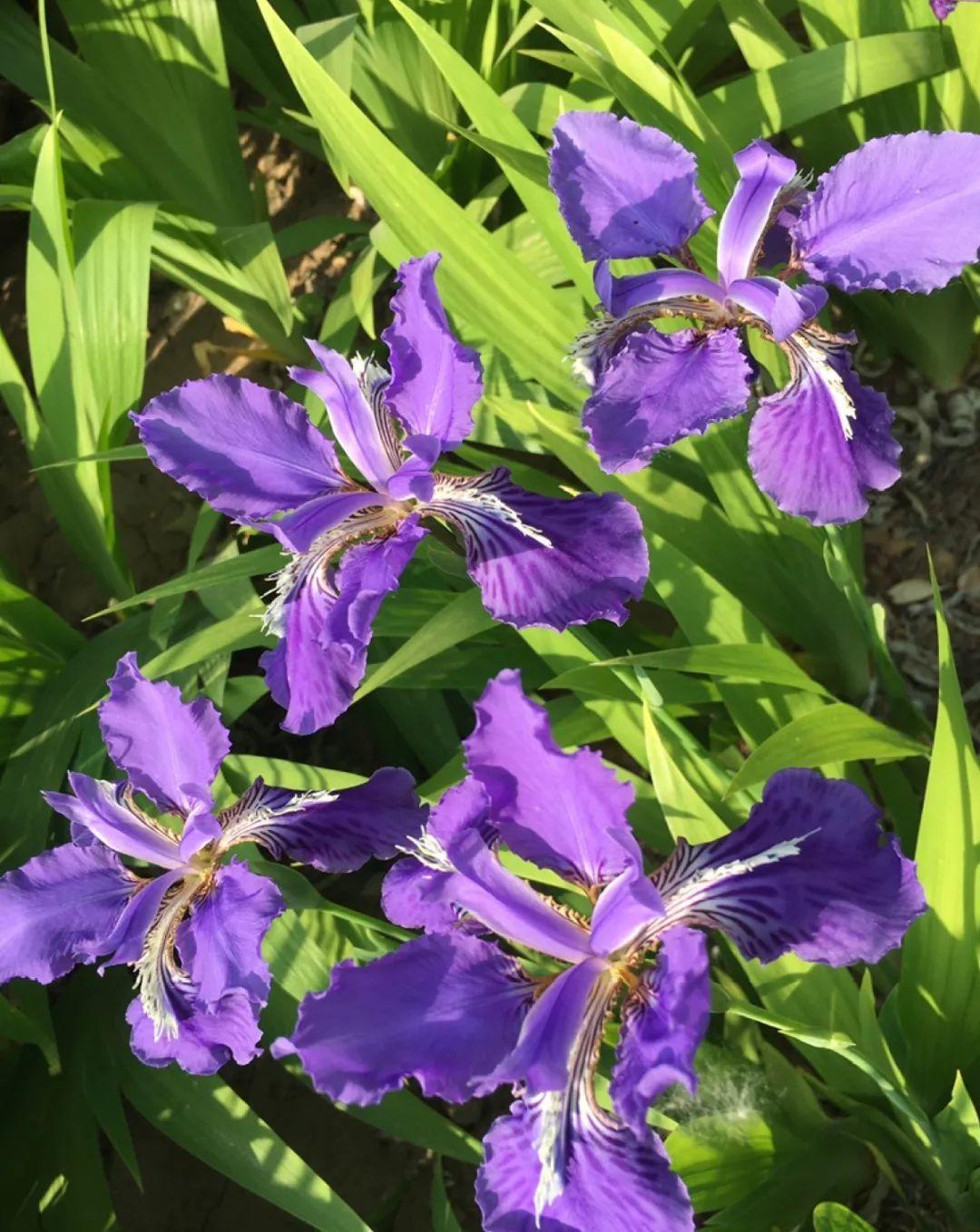 茼蒿|37摄氏度的院子,养这5种花,耐热耐晒开花多