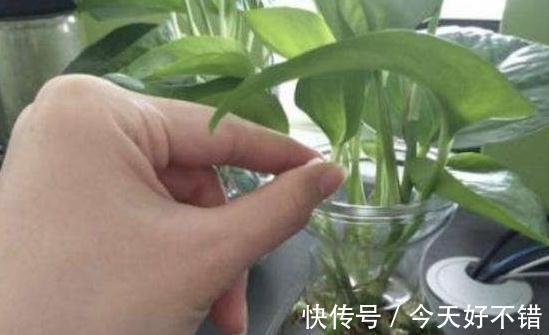 植物生长慢,将3种小东西兑水浇,茎秆粗壮,枝叶疯长不停