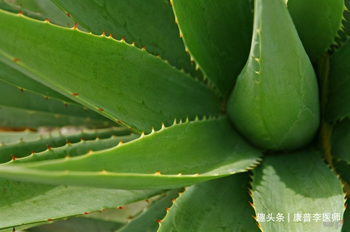 早衰|吃了不显老的食物，坚持多吃，清热解毒、润滑肠道，预防早衰