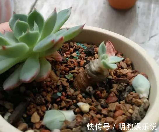 看到多肉叶子发蔫发软，经验丰富的老花匠一般不会急着浇水