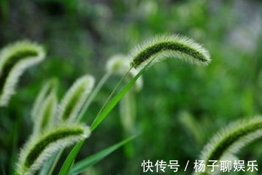 此花常被人拿来喂羊,简单而平凡却充满敬意,被称为暗恋之花