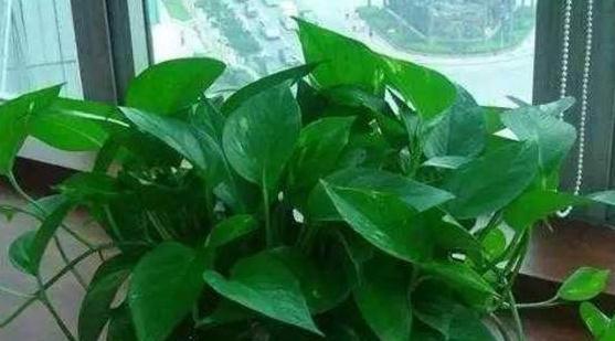 家里养3种花,剪个枝插盆里,生根快易成活,来年疯长不停