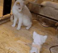 |搞笑动图:这是个什么怪东西,接我一掌!