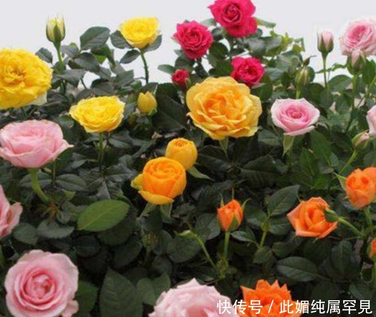 “4种花”好养又漂亮,开花不断,人见人爱,懒人新手都能养好!