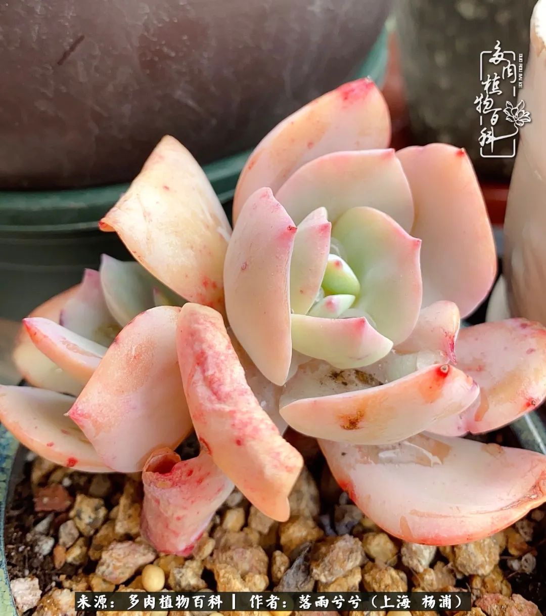 入坑7年多，从菜色到全状态，包邮区的多肉一样可以很美！