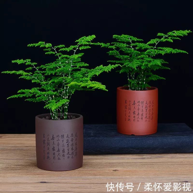 长寿|要想身体健康长寿,家庭必备的几种植物!