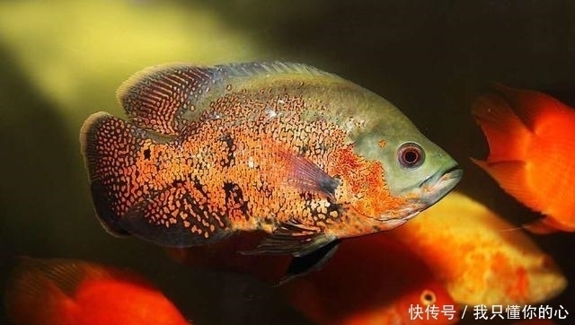 种鱼饲料|不能因为突然制作或者更换了新的鱼饲料,就去大量给观赏鱼投喂