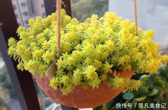 四季|养这些花朵，四季开花不断，好养易爆盆，雍容华贵