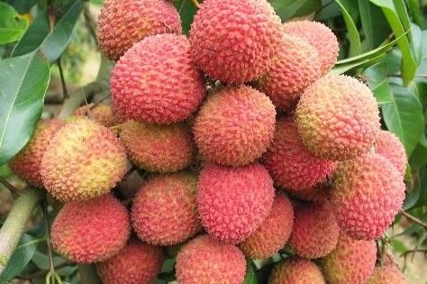 孩子|有孩子的要注意，以下几水果孩子要少吃，尤其第二种，一口不能碰