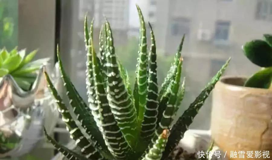 甲醛|家里养这12种“吸毒”绿植,净化空气,老人小孩少生病