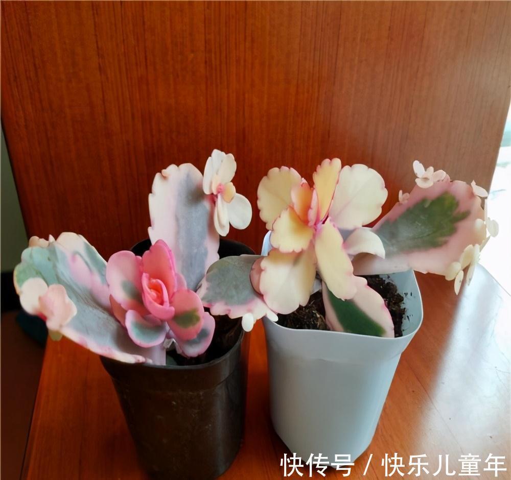 两种极好塑形的多肉,美观外形,各有千秋,但却都怕晒太阳