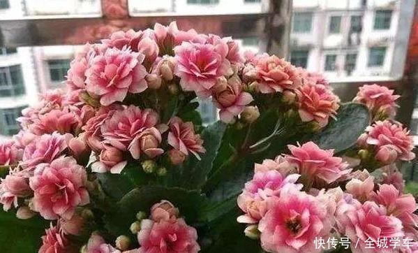 阳台上养花,就选这3种,趁着秋天添上几盆,一养就活!