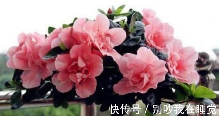 几种花是懒人的最爱,有阳光就爆盆,给点水就疯长,太好养