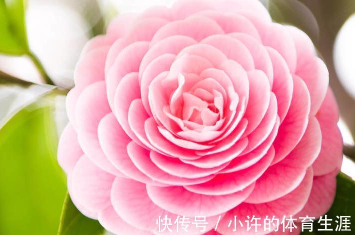 茶花|茶花秋季这样养,叶子油绿长得旺,花苞多的放不下