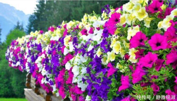 家里几款花卉,耐旱又耐晒,镇宅开运,寓意超好的