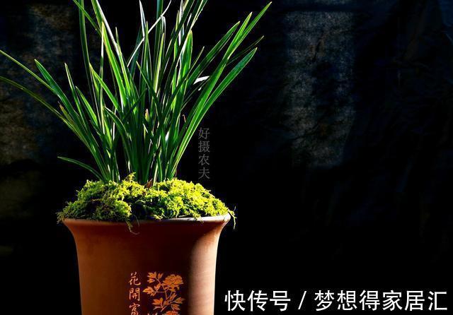 兰友|秋天养兰花最怕什么?犯了这3条禁忌,兰花就很难越冬