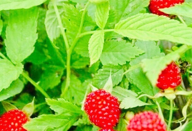 野莓|乡下没人吃的“养血果”,顶5个灵芝,防妇科病,补血,女性多食