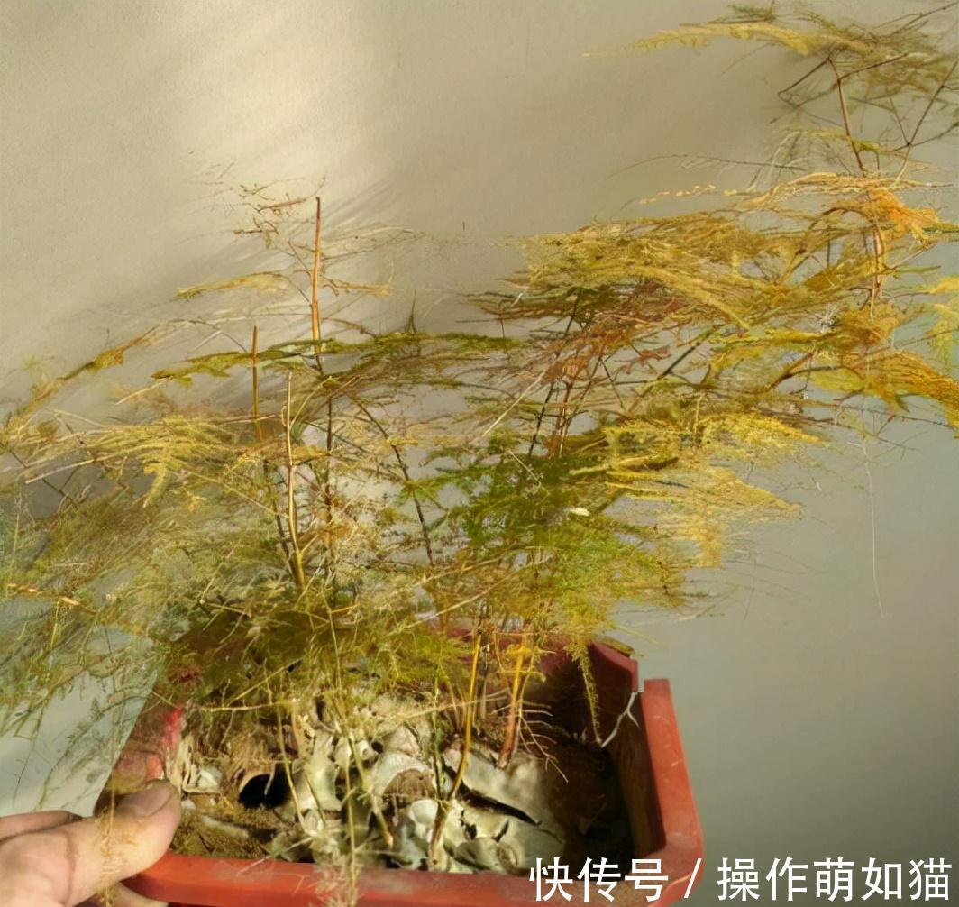 4种植物脸皮薄,阳台上光线一照,黄叶不生长,赶紧换地儿
