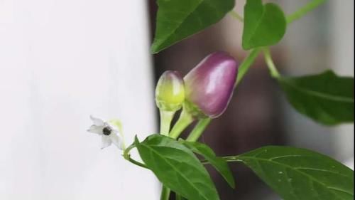 准备扔掉的花盆，用来种植它，做好6个方面，一年都够吃了