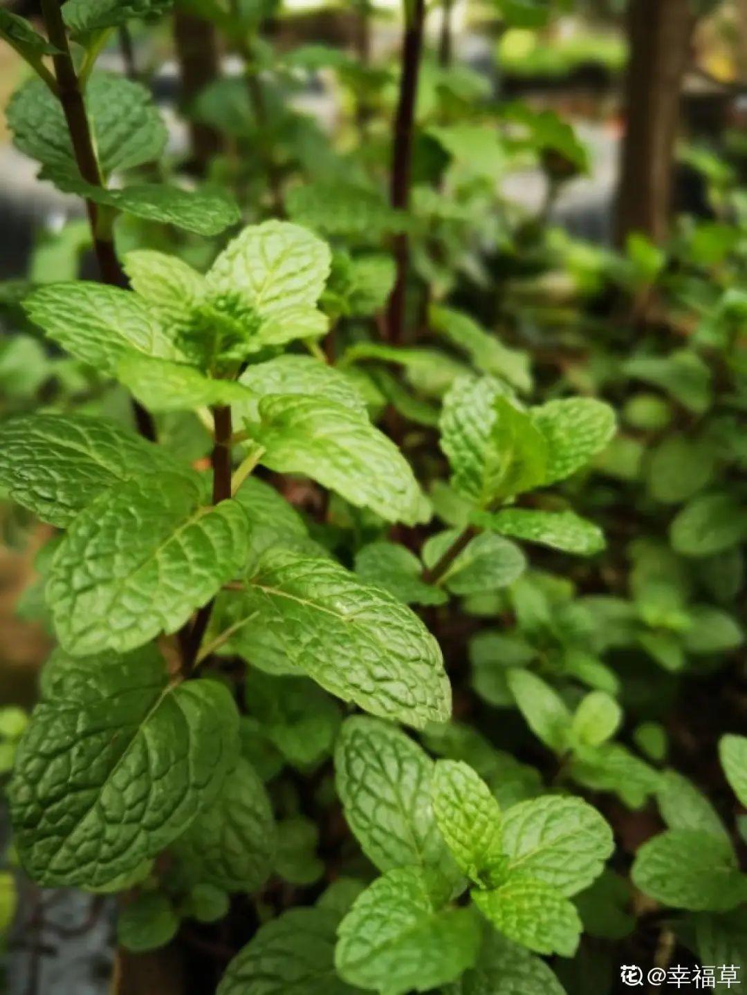 8种花夏天太容易死,现在赶紧扦插,死了也不心疼!