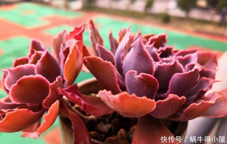 光照|5月,养多肉先检查一遍,看看它们有没有这些症状,休眠了?