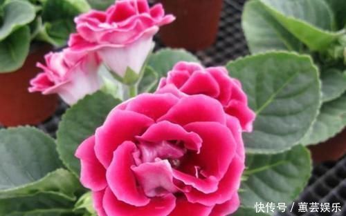 这些花卉美过玫瑰,一年四季花开不停,花大色艳很漂亮,谁养谁爱