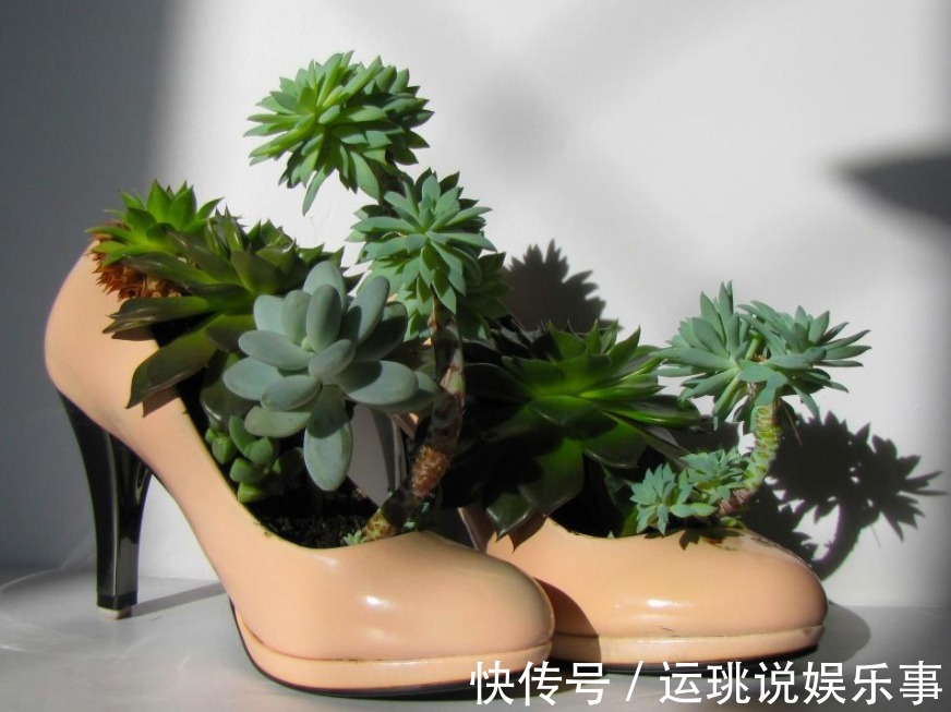 盆栽|天气渐热,盆栽多肉这3地方该小心了,不然度夏难、化水易