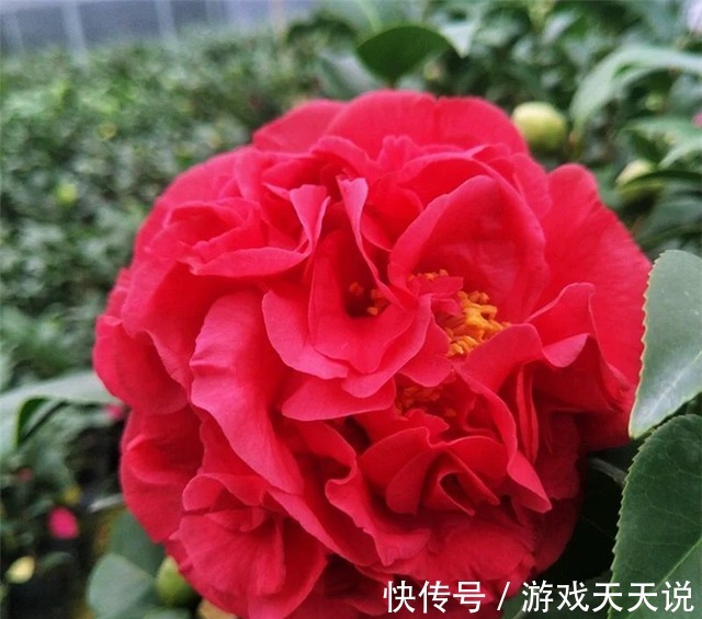 新手|此花,温度越高越好闻,花色艳丽,花型超大,养护简单适合新手!