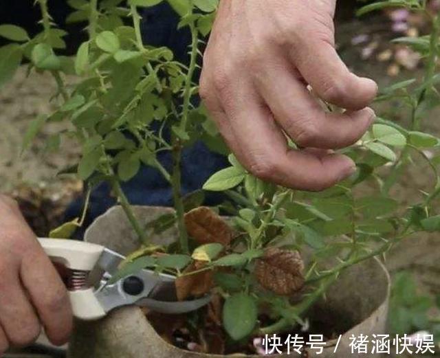 月季、茉莉花有蚜虫用上“3个技巧”，统统都消灭，太实用！