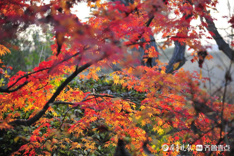 齐鲁晚报|12月1日最佳情报｜济南黄河北迎来银鸥，日照初冬枫景美如画