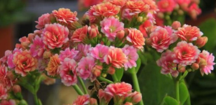 长寿花最怕的3点,现在避开了,还能开一茬,花量大1倍