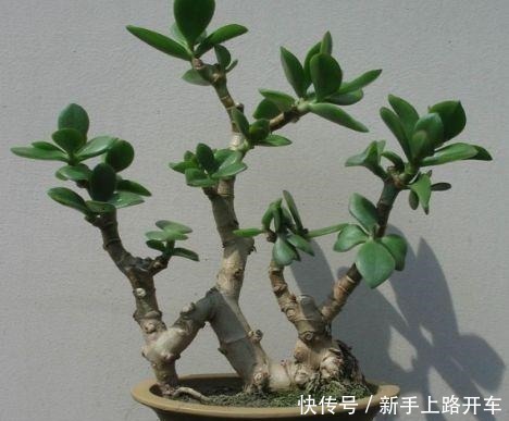 枝条|2种花“不值钱”，花匠教3招，几年养成“盆景树”，1盆上千元！