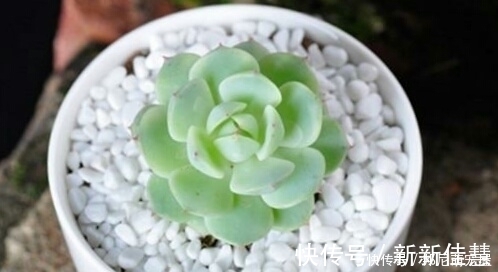 姬星|新手养肉难?这些好看又好养的多肉,非常适合新手!你都养过吗?