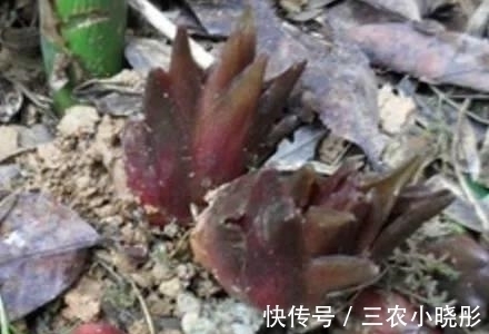 茗荷|农村常见的野味，被日本人赞为“亚洲人参”，村民却拿来喂猪