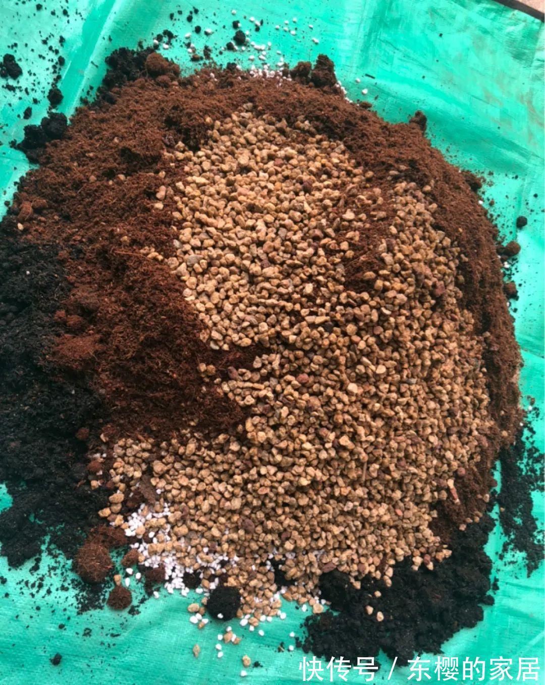 换盆时机到了,有这花赶紧换,换完立马疯长!