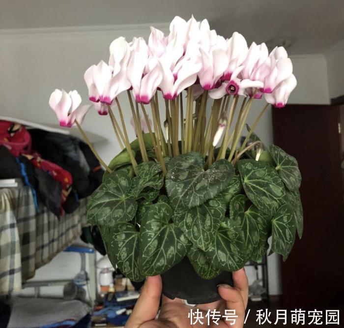 秋天|秋天养“6种花”就不可以多浇水,不然容易黄叶烂根,开花更是难