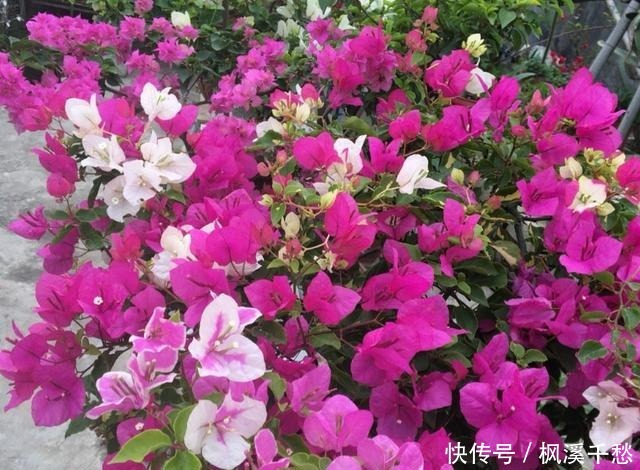 我的三角梅没控水,依然爆花,一波接一波,两个小技巧教给您!