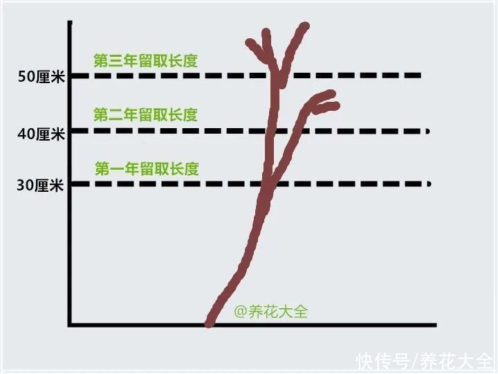 枝条|冬剪开始了，月季看见这种枝，就要赶紧剪