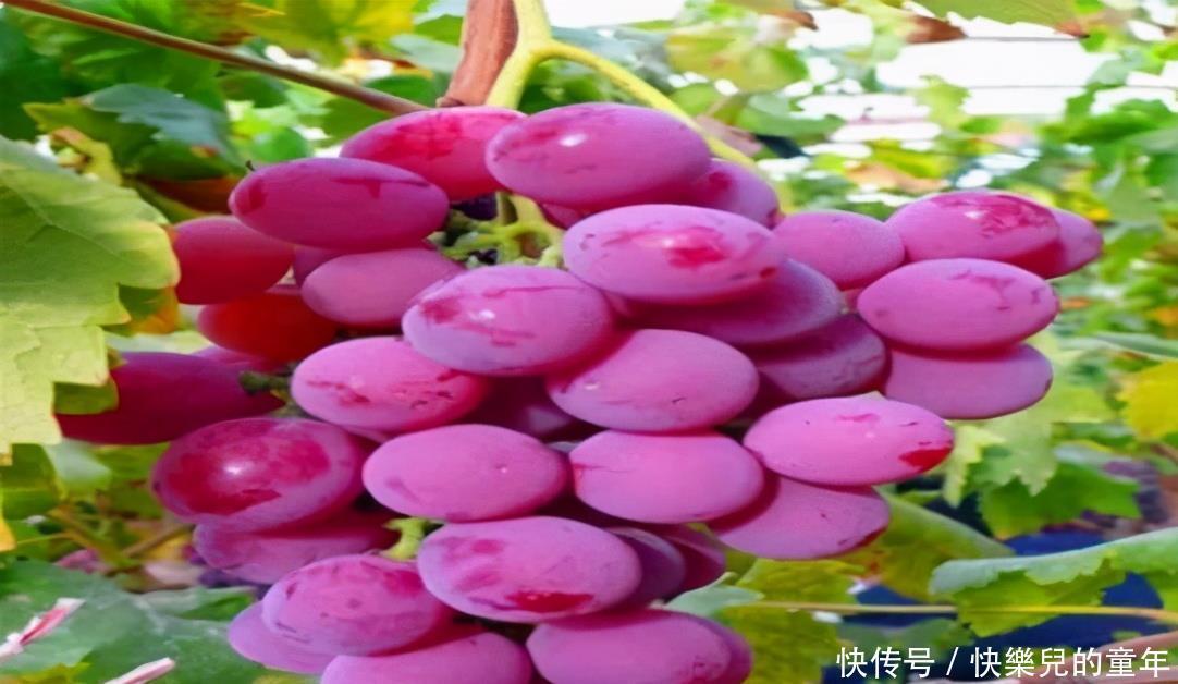 陈医师|人到中年想长寿,推荐多吃三种食物,补充营养,身体棒棒哒!